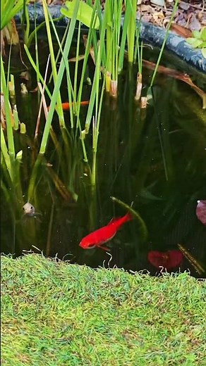 Natural pond for your home