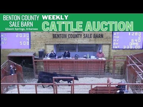 Arkansas Livestock Auction LIVE | Benton County Feeder & Cow Market Today | Dec 11, 2025