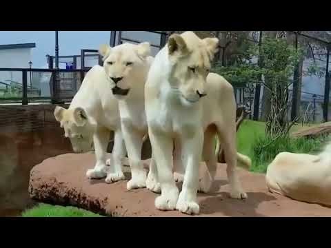 Visiting Unity Park in Addis Ababa | Ethiopia Travel Guide