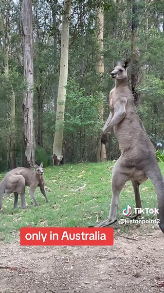 Exploring Red Kangaroos in Australia’s Wildlife