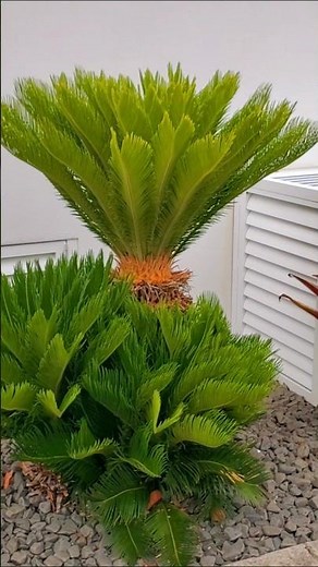 Sago Palm Plant, #palmtrees #viralshort #shortsfeed #gardeningtips #gardentricks