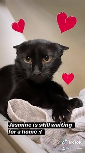 7.4K views | Cat Haven WA on Reels | Facebook