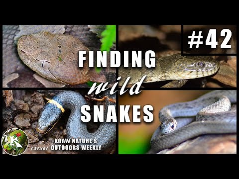 How to Find Snakes : For New Herpers & Parents | Koaw Nature