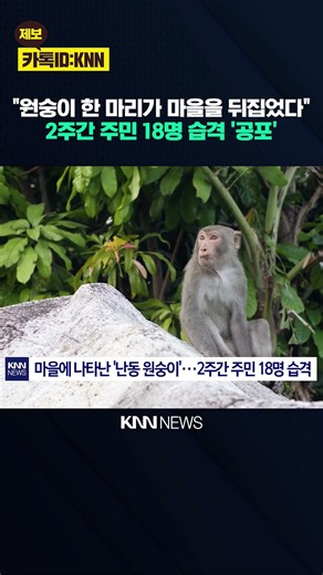 "School closures because of one monkey?" A 2-week rampage terrorizes a village / KNN