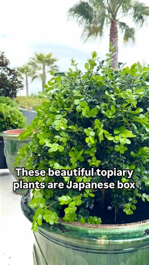 TOPIARY POTTING - here in Melbourne there’s a whiff of spring in the air and most plants have just put out their first round of growth. To create impact in this courtyard I’ve positioned a series of these French made pots and I’m planting them with king size topiary balls. #potting #pottingup #andrewstark #andrewstarkgardens #andrewstarkgardendesign #gardendesign #gardendesignmelbourne #hedges #topiary #pruning #gardenreno #gardenrenovation #gardenlovers | Andrew Stark. Garden Design