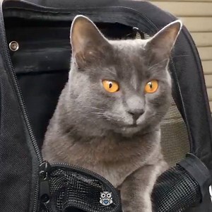 Diese Katze hat mit den kleinsten Dingen aufgrund einer Gehirnstörung Probleme - aber er gibt nie auf! 😻👏🏼 https://www.instagram.com/doctor_leo_spaceman/ | Tierliebend