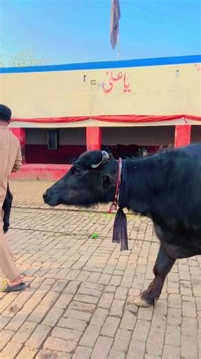 Alnoor dairy farm. #foryoupage❤️❤️ @ALNOOR DAIRY FARM.1 @ameer gondal 712 @mandi alay N