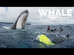 Swimming With Whales in Tonga: Quick Overview