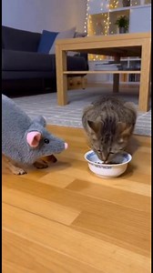 January 21, 2026 – Chicago, Illinois WARNING: Do NOT try this at home! The "Rat" Prank backfired instantly! ⚠️🙀 Okay, so we thought it would be funny to dress the dog up as a giant rat and sneak up on the family cat. We expected a little jump scare, maybe a quick dash to the other room. We were WRONG. Instead of running, the cat went into full "fight" mode! I have never heard sounds like this come out of an animal before. It wasn't just a hiss; it was a demonic war cry. The tabby turned around,