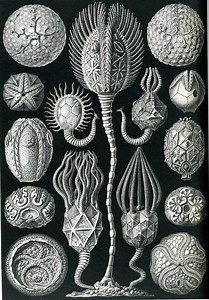 Ernst Haeckel (German Biologist) ~ Bio Wiki | Photos | Videos