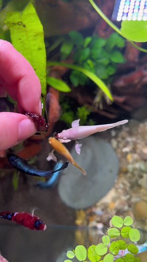First Hand Feeding Experience for Female Betta Fish