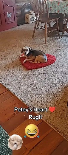 It's Petey's spot and he's not moving! get your own rug! 😂 #farmlife #countrylife #dog #wittmanprincess #countrydog @Sean @Merog3 @Donna @Khanzaib Khan @Sherry💎 @Michael @Tourguide @frankesteino and Christian cat @randycavender921