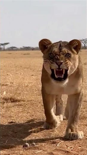 Man Tries to Free a Trapped Lion Cub… Then the Lioness Appears and ROARS 😳🦁