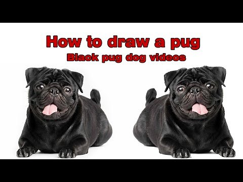 How to draw a pug | Black pug dog videos | How to Draw a Cute Dog Pug for Beginners