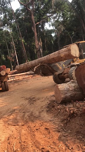 Heavy-Duty Logging Truck Transporting Freshly Cut Logs