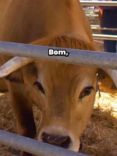 A presença da Goldenergy na Feira Nacional da Agricultura foi um sucesso...muitos sorrisos, informação e energia. 🐄🐮💪⚡🤩 #foryoupage #energiaverde #energiasustentavel #goldenergy #sustentabilidade #fyp