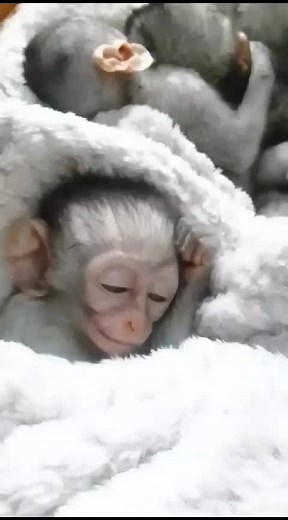 W.A.T.C.H Vervet Monkey on TikTok