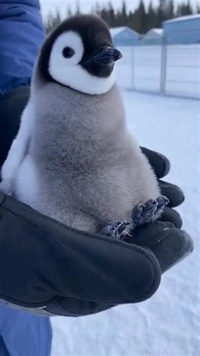 Tiny Penguin Adventures! Baby Emperor Penguin Fun #BabyPenguin #PenguinChick #CuteAnimals #ZooLife #AnimalCare #Heartwarming #SnowyAnimals #ReelAnimals #PenguinLove | TEMAS