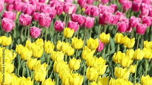 Spring backdrop of Tulip field. Close view of tulips on the field. Multi coloured tulips on nature background.