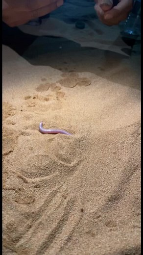 Arabian Worm Lizard: Fascinating Facts About Trogonophidae