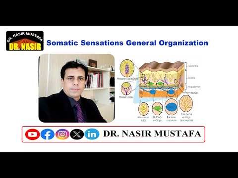 🎓 Physiology Lecture: Somatic Sensations – General Organization & The Tactile & Position Senses 🧠