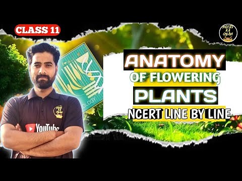 Anatomy of Flowering Plants Class 11th Biology NCERT