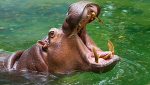 The incredible story of how hippos almost became a common American food. | Insider Tech
