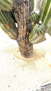 6.3K views | It was almost a fight #spider #desert | Jason the Great | Facebook