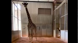WELCOME TO THE WORLD! 🦒 The Phoenix Zoo is celebrating the birth of its newest resident. The Masai giraffe, born on Monday, February 7, is the third calf for eight-year-old mother Sunshine, and the fourth calf sired by 13-year-old father Miguu. | ABC15 Arizona