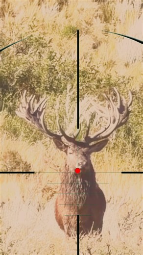 Red Deer Hunting | Caccia al cervo rosso | Jacht op edelherten