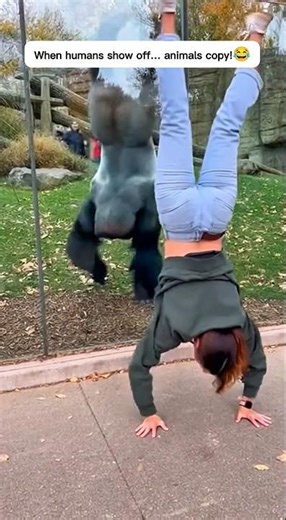 Gorilla Copies Woman’s Handstand PERFECTLY! 😂 #shorts