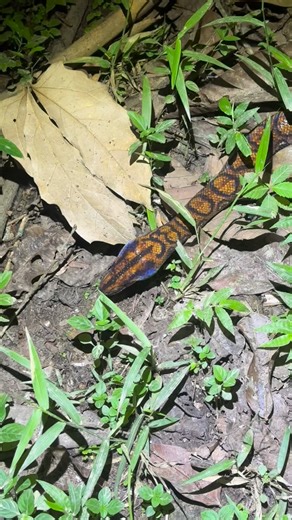 Wow - check out this encounter with a large rainbow boa seen near our Tahuayo Lodge! 🐍 This beautiful snake is a terrestrial species known for the iridescent sheen of its skin. Can you see the light refract as the flashlight moves back and forth? This is the Peruvian subspecies of rainbow boa, Epicrates cenchria gaigeae. | Amazonia Expeditions