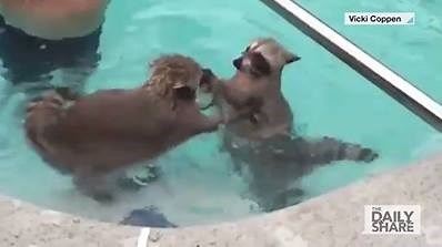 WATER FIGHT! There's nothing quite like seeing raccoon's swimming around a pool to make your day a little brighter :) | HLN