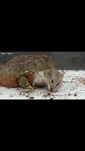 Bullfrog Catch Giant Hamster | Insect Forest