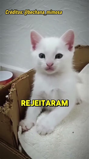 SÓ VAI CURTIR QUEM ACHOU FOFO 🥹 #familia #animais #fofo #youtubeshorts #shorts