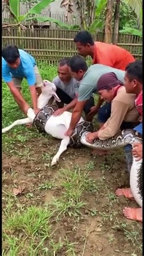 evacuation of a goat wrapped in a python #shortvideo #fyp viral
