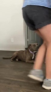 Fun Ways to Improve Your Dog’s Impulse Control at Home! ✨ How do you work on impulse control with your dog at home? Let us know in the comments!  #DogTraining #ImpulseControl #DogBehavior #PuppyTraining #PositiveReinforcement #DogLife #TrainingTips #PetParenting #puppytraining #austindogtraining #austindogtrainer #atxdogtrainer #atxdogtraining #puppytrainer #puppytrainingtips #atxdogs #sitmeanssitaustin | Sit Means Sit Dog Training North Austin & South Austin | Facebook