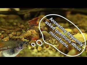 Microfauna Aquarium - Answering Questions