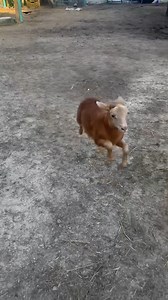 5.7K views · 323 reactions | Any of us who have dog companions in our care know that zoomies mean pure JOY! Rescued lamb, Huckleberry, at Life With Pigs farmed animal sanctuary has the ZOOMIES!  Imagine anyone ever wanting to slaughter and eat this divine being. Please be vegan for sweet Huckleberry and support farmed sanctuaries. | Animal Save Movement | Facebook