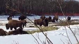 3.4K views · 105 reactions | The wood bison are adjusting to their new environment in Shageluk, on the Innoko River about 350 miles west of Anchorage (to find Shageluk on a map look at the Yukon River, halfway between Bethel and Galena). The bison will be penned temporarily and released to the wild in a few weeks. | Alaska Department of Fish and Game - Official | Facebook