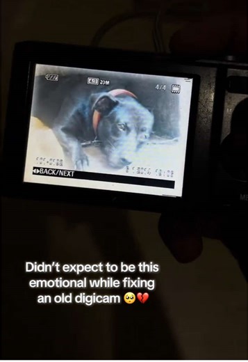 Photos keep the moments we can’t relive, only remember. So take as many as you can. Kamusta na kayo diyan? Miss ko na kayo, yakapin niyo naman akong dalawa 😭💔 #fyp #dog #petloss #furbaby #foryou