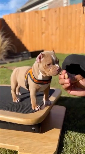 Backyard activities❤️ #dogs #shorts #foryou #fyp #ytshorts #ytviral #viral #trending #doglife #dog