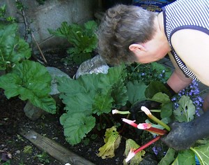 How to Sow, Plant and Grow Rhubarb Plants in the Garden