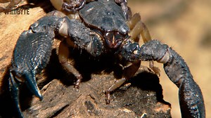 387K views · 10K reactions | Nature’s Assassins Part 13 - हिन्दी डॉक्यूमेंट्री #animals #wildanimals #Jungle #documentary | WildByte | Facebook