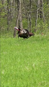 Turkey season is here!