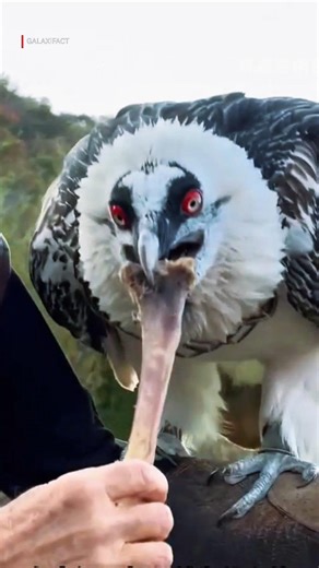 How Vultures Swallow Bones Whole 😳 Shocking Truth! #shorts