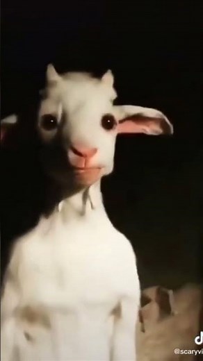 The skinwalker goat #creepypasta #meme #scary #foryou #shorts #skinwalker #creepy #666