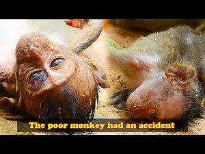 Poor monkey had an accident and became weaker and weaker. | The life of wild animals