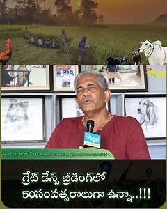 54K views · 793 reactions | Great Dane Breed Rearing in Telugu. What is Great Dane, and How to Breed Great Danes. Great Dane Dog Breed Information by Prasad Reddy Desai, Famous Greate Dane Breeder, Founder of S.S. Kennels, Nagol, Rangareddy District. #ToneAgri #GreatDane #GreatDaneBreed #GreatDaneDogs #DogRearing #DogBreeding #SmallBusinessIdeas #GreatDanesFarming #GreatDaneDogBreed #GreatDanePuppies #RearingPuppies #FarminginTelugu #AgriFarming | Tone Agri | Facebook