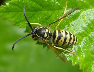 Dolichovespula saxonica - Alchetron, the free social encyclopedia